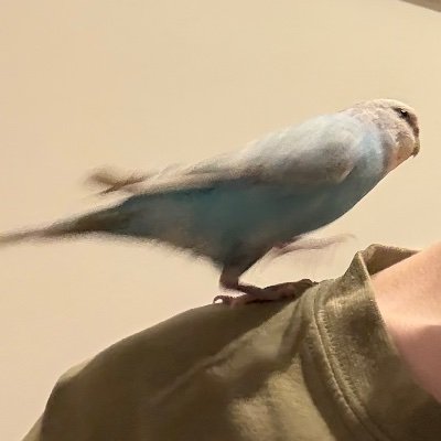 picco312's profile picture. まぐれで2sテトリ1位を取ったことがある人です