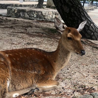 noreply1962444's profile picture. Next.js/Vue.js/React.js 最近サッカー観戦にハマった20代エンジニア