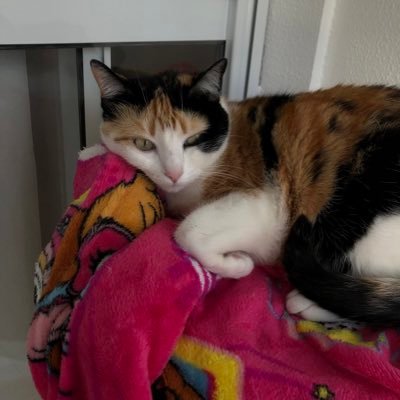 nathancrs_'s profile picture. engenharia de telecomunicações , ifsc