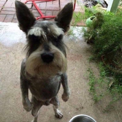 vivalapon's profile picture. part-time instigator