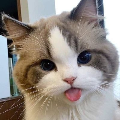 PapillonNoire6's profile picture. May never be what you assume | Symphonie de contradictions | Animals lover | 🐛to🦋 .. A work in progress | All colors have shades | INFP | Overthinker | 🤍