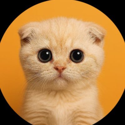 RubioLaw's profile picture. Welcome to Official Rug Berd $SACHI Support. Having Any Issues or Experiencing Trouble Kindly Message Us Through DM💬📩