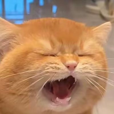 doveshinybiu's profile picture. 