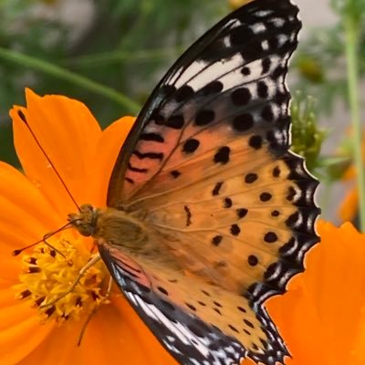 abyss_exp's profile picture. かわいいアニメや漫画、小説が好きです。AI技術追いかけてます。自分は絵心がないので生成AIで作ってます(そのうちには自分でなんか描き始めそう)。クリエイターには敬意を。猫が好き。初手でのDMは苦手。ポストへの絡みから始まる関係が良いです。投資はやりません。副業ができるレベルではありません。年齢は公開してません🙇