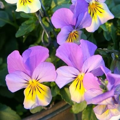 suisen0312's profile picture. 季節の花を見るのが好き。