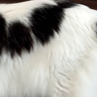 minamo_s_'s profile picture. 服(主にギャ、ミ)と保護猫❸③❸