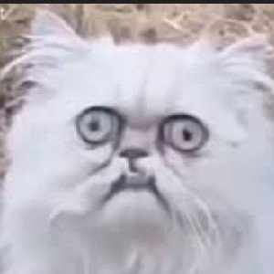 Shibadai0101's profile picture. 