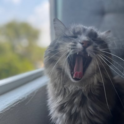skspelonpchg's profile picture. 