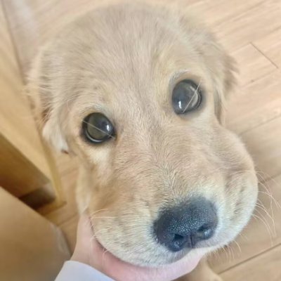 DeontaeMau12057's profile picture. A devout fan of milk tea. One cup a day to stay alive, pearls are my spiritual support, and 30% sugar is my last stubbornness.互fo互赞💯