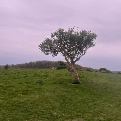 sadonwaves's profile picture. sharing bits & pieces of my life, language enthusiast | tweeting in es, en, pt, 普通话, 한국어, tr & it