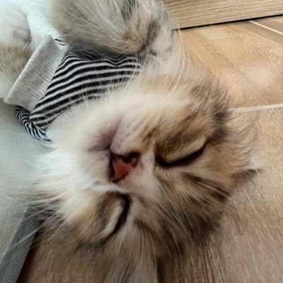 immumu1004's profile picture. หัวใจ พิเพอ | ม๊าน้องเลล่า | ~ แซม เลออน พาย พี ติวเต้อ เบ้น | แมวที่ตาฟ้าๆป่ะคะพี่