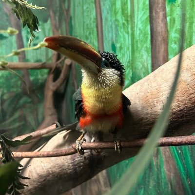 gwsles's profile picture. yk me 🇬🇪🇧🇴 21