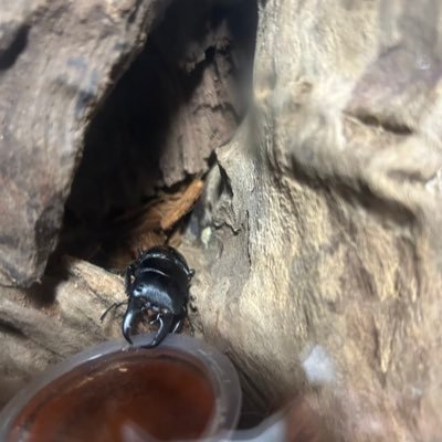 SYDq0AvZsIFVLL9's profile picture. 高3 奈良輪川西、能勢https://t.co/gXJ9gBYFtz、久留米、房総ヒラタ ミヤマ