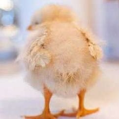 donduckdudelol's profile picture. 