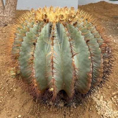 gpm_r31's profile picture. 五流プレーヤー @植栽