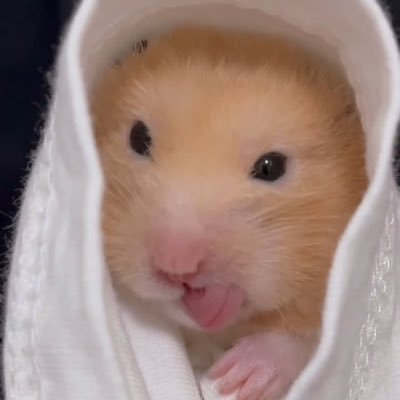 ZZageuli_'s profile picture. 야구도보고 연프도보고 스띵도보고 책도읽고 다꾸도합니다