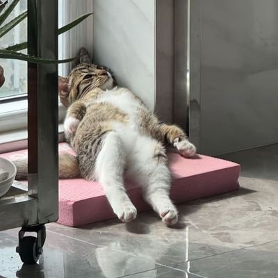 SohaSoha203's profile picture. 