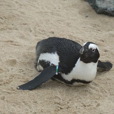 asilly_niconico's profile picture. 