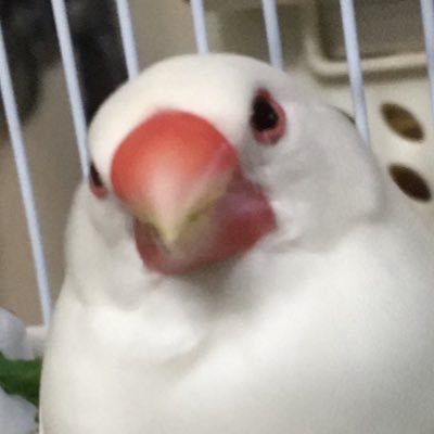 bunbun_ume's profile picture. 2019年春生まれのこうめ（♂）記録