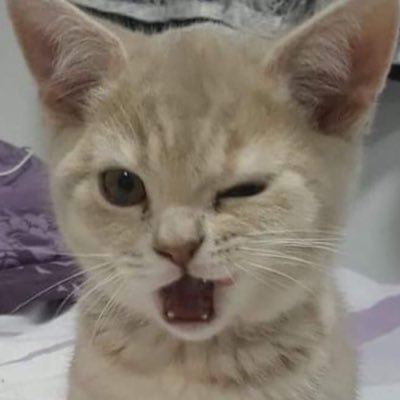 @ntch_ptt