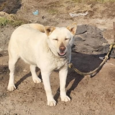 gachapin5823's profile picture. 