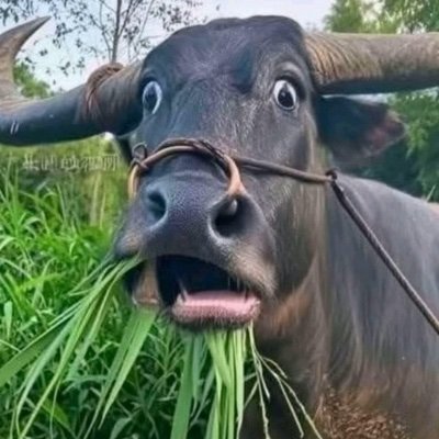 NbGamal82545's profile picture. 