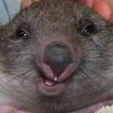 Debs Wombat ๐จ๐ฆ Profile