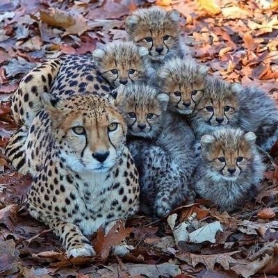 TheundercoversG's profile picture. Brother's keeper|

Marine Engineer|

NSE|

Shipping, Port and Logistics|

Data Enthusiast|

Cats and Dogs Lover|

Football Addict and a proud ChelseaFC!