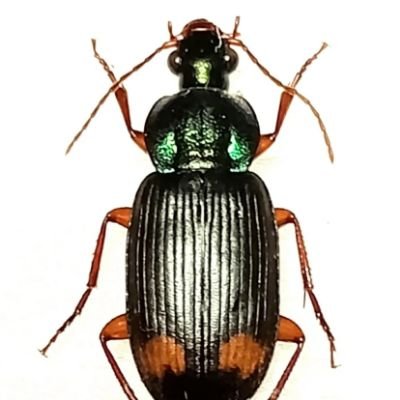 KURUMU_KAN's profile picture. 静岡昆虫同好会会員/ゴミムシ屋/ハネカクシ/中2　　　　
　　　　　インスタ⇨https://t.co/37amJlytow