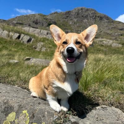 CymruCorgiGirl's profile picture. 