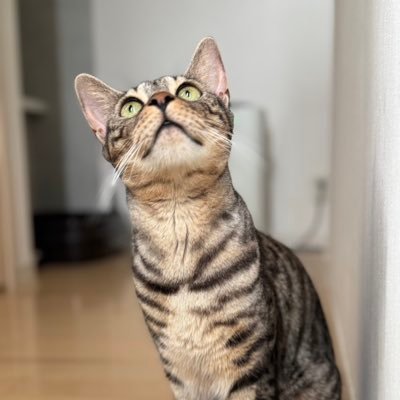 sugukireruyo's profile picture. バウンティアカウンコ/バウ名→松尾芭蕉/ヘッダー下さった方→@carolove11mga/黄猿もすこ