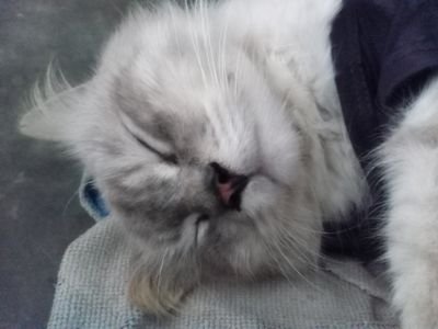 IaM0xe's profile picture. pecinta kuceng