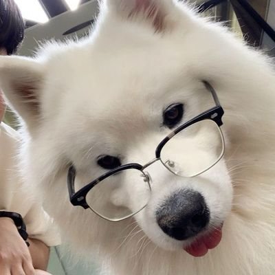 SamoyySOL's profile picture. 