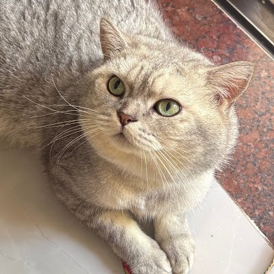 SlientJack1024's profile picture. A seasoned gamer and indie game developer