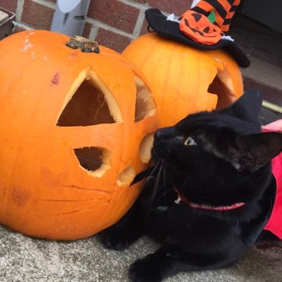 HerRoyalHeinous's profile picture. Writer * Astrologer & Reiki therapist to Malcom Tucker * NFFC * #FreePalestine🐈‍⬛ 🐈‍⬛