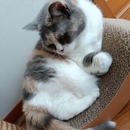GMちゅぁんさんのプロフィール画像
