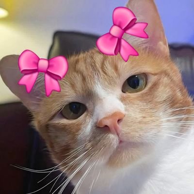 yepanahandeh's profile picture. اون درخت سربلند پرغرور
كه سرش داره به خورشيد ميرسه منم، منم!😌
آفتابی کننده ی تَنِ سردِ غروب😏
نگه ندارنده رازهای شما،
مهربان و زود seen کننده،
رادیولوژیست