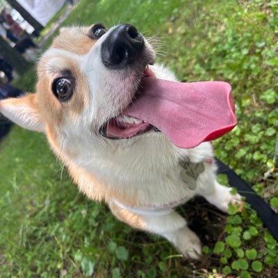 fuwafuwamirach's profile picture. 2024年11月6日生まれのやんちゃコーギーミラク🐾(♀にしか見られたことのない♂)名前の由来は誕生星💫