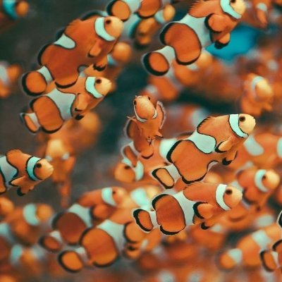 MissRoelants's profile picture. LVL 101 /\/ Esports Oracle