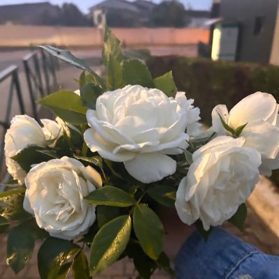 GiorgiGagl25262's profile picture. 