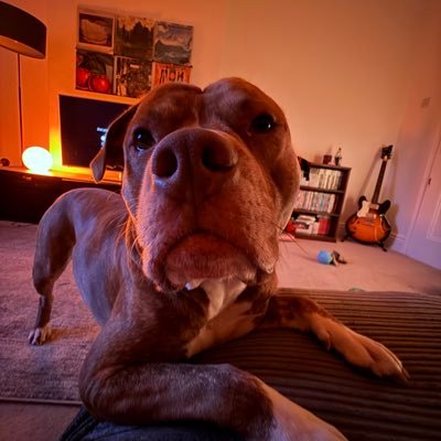 JackShxw_'s profile picture. Games Programmer / Technical Designer