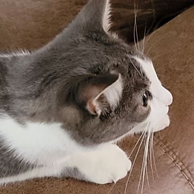 HJ4719125173895's profile picture. Conservative, Gardener, Home Baker , animal lover, Always Trump, No DMs.