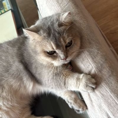 seuismz's profile picture. ✿