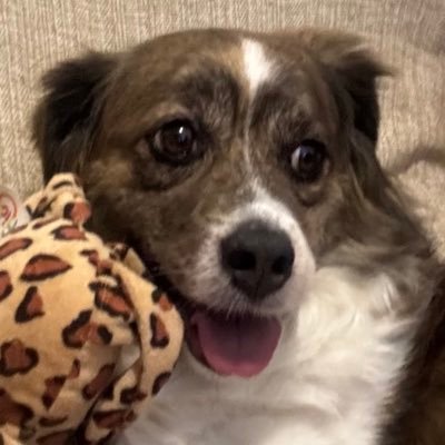 brilhalabruna's profile picture. 