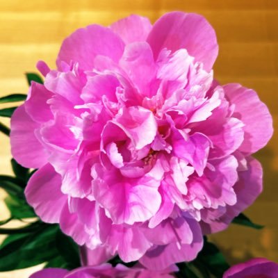 bRE4fZEKNT30749's profile picture. パート保育士・中学生の母・家族の為に節約がんばるぞ〜ではじめてみました！懸賞でお米当てる ♡