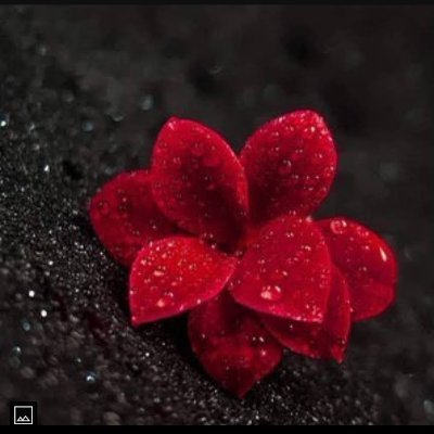 AllhAn11723's profile picture. اهلاوية بنت زملكاوي🤷🦅...ممنوع الخاص لو سمحتو ممنوع بقى ها🤨🙏✋