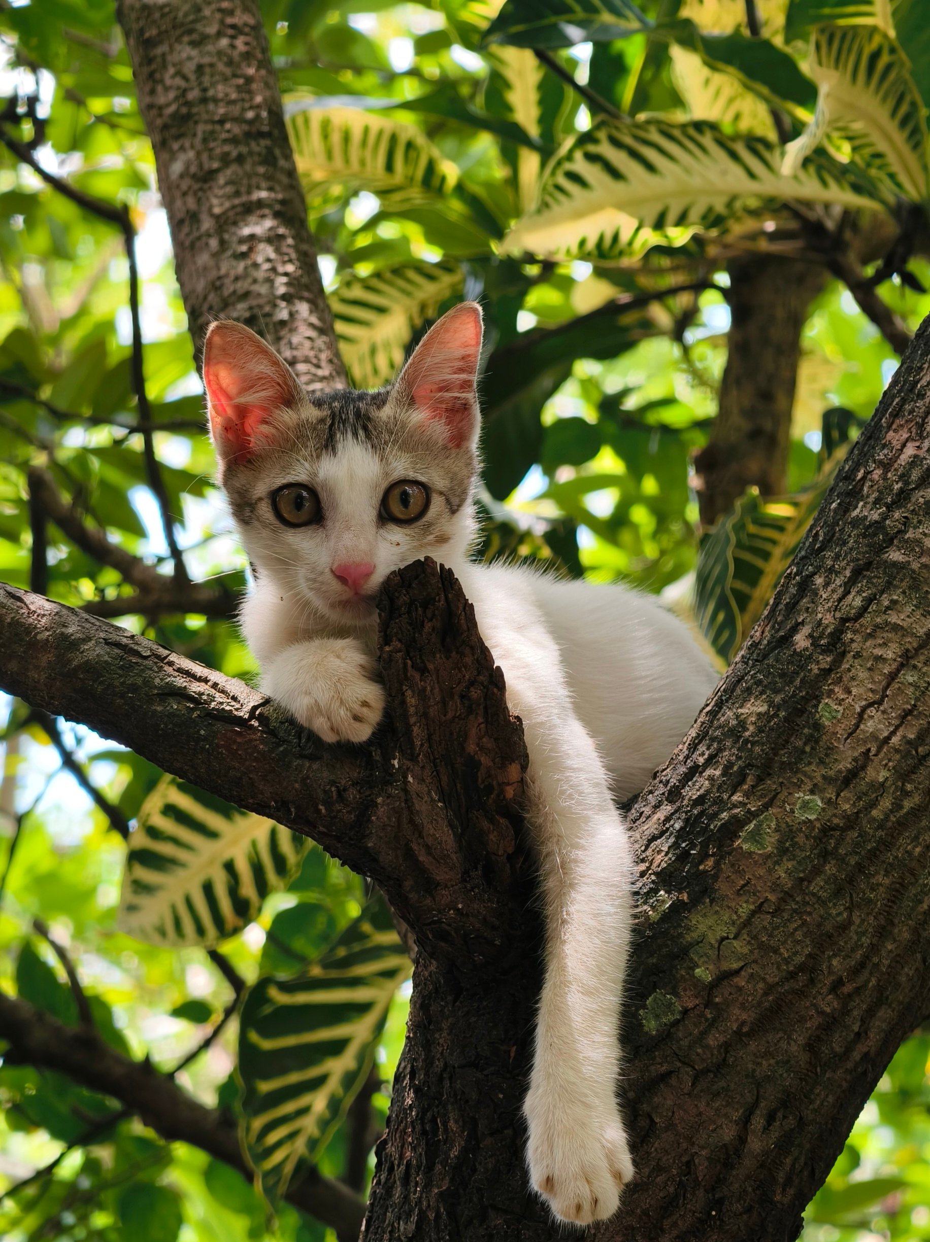 BENISTER12's profile picture. Interested in Tech and Gaming | Currently employed 😁 | Owns X200pro |
YouTube : https://t.co/2PW9vphbcm | 
Ig : benister_bs