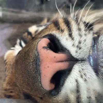 xgA4qbawON11500's profile picture. 東山動物園🐅💞