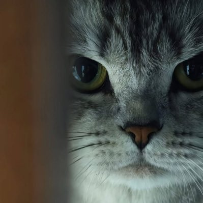 Alessio951200's profile picture. 好好生活