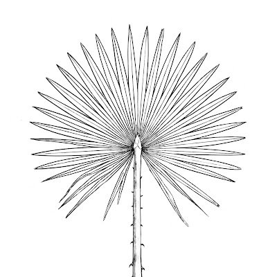 Copernicia2005's profile picture. Copernicia prunifera.